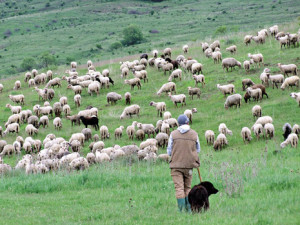 shepherd